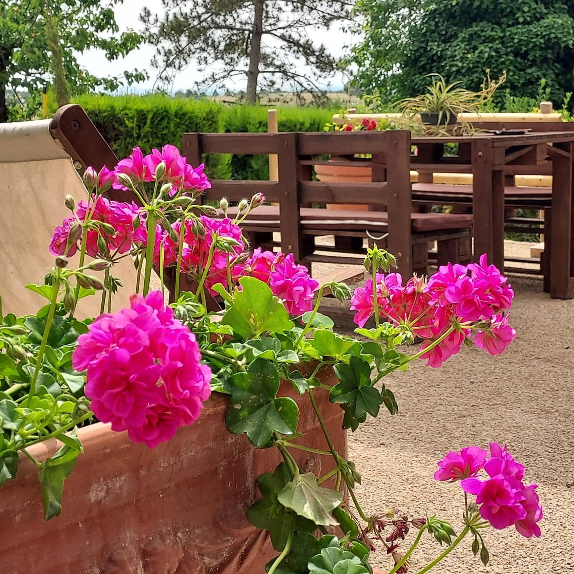 סיינה Agriturismo Il Colle מראה חיצוני תמונה